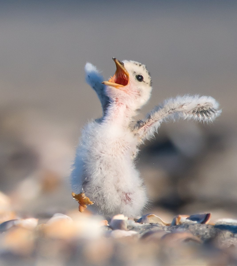 Illustration for article titled Alégrate el día con las fotos finalistas de los Comedy Wildlife Photography Awards